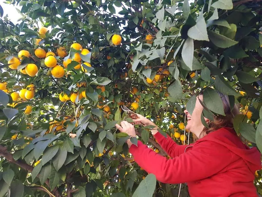 Centrally Located Lemon House Tirana